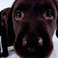 cute-dog